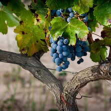 Iberian Grapes